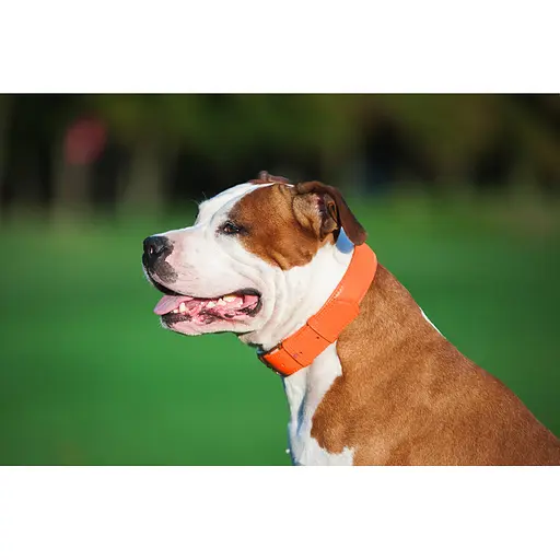 Ошейник для собак кожаный Waudog Glamour с QR-паспортом без украшений L Ш 25 мм Д 38-49 см оранжевый - фото 5