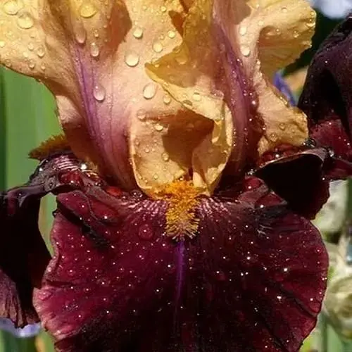 Ірис бородатий крупноквітковий "Rustic Royalty" (61526) 1 шт - фото 1