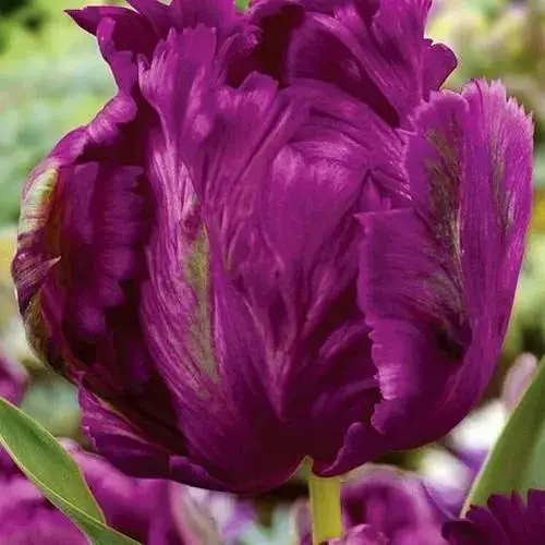 Тюльпан "Negrita Parrot" (43149) 2 шт - фото 1