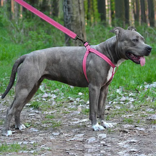 Шлея для собак Barksi Active світловідбивна (обхват грудей 58-71 см ширина 2.5 см) рожева - фото 5