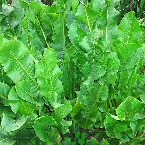 Хрен "Рижкий" (острая, пикантная пряность для консервации) (155962) 1 саженец в упаковке - фото 1