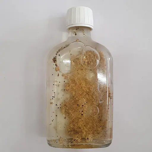 Настойка на плодах амаранта 200 мл - фото 2