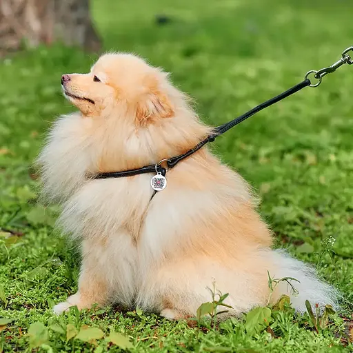 Шлея з повідцем для собак Waudog Soft з QR паспортом шкіряна кругла Д 6 мм, А 42-60 см, В 46-64 см чорна - фото 2