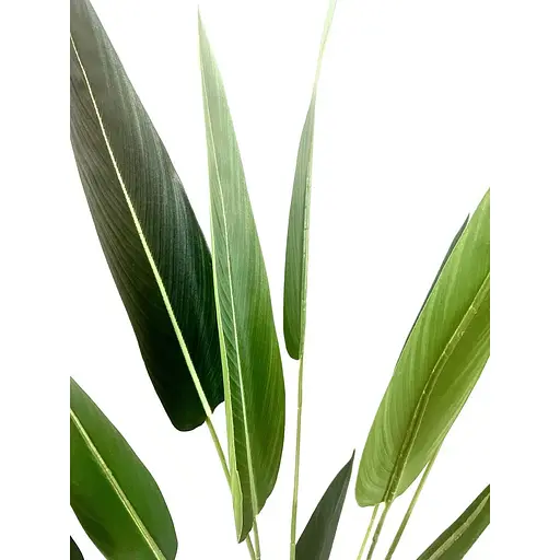 Стреліція Hvoya в горщику 130 см - фото 2