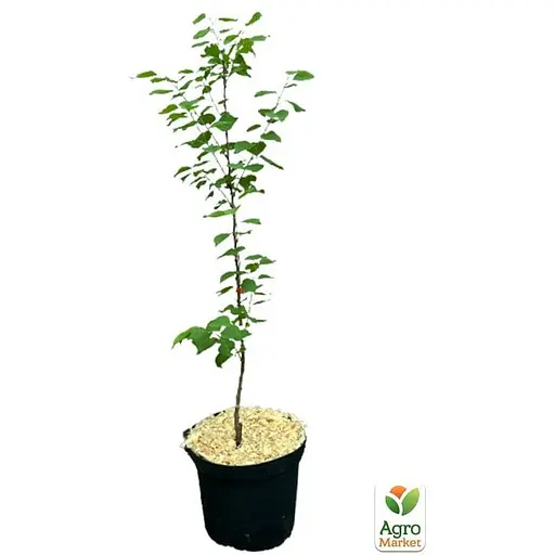 Абрикос "Ананасный" укорененный в контейнере (саженец 2 года) (153020) 1 саженец в упаковке - фото 3