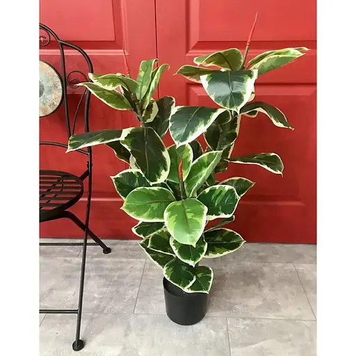 Фікус різнокольоровий Hvoya Еластіка Беліз 95 см - фото 4