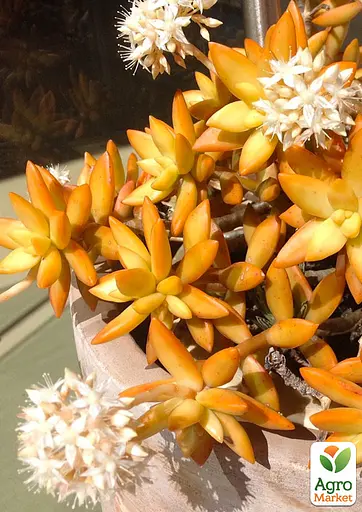 Очиток "Нуссбаумера" (Sedum nussbaumerianum) (182496) 1 саженец - фото 5