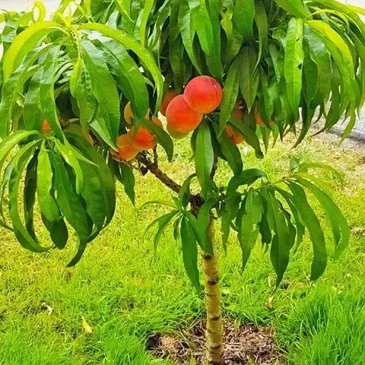 Персик колоноподібний на штамбі Agro-Market "Медовий" вік від 2-х років (декоративний, компактний, суперсолодкий сорт) (120469) 1 саджанець в упаковці - фото 1