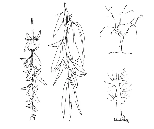 Листяні дерева. Навчальна книжка-розмальовка - фото 6