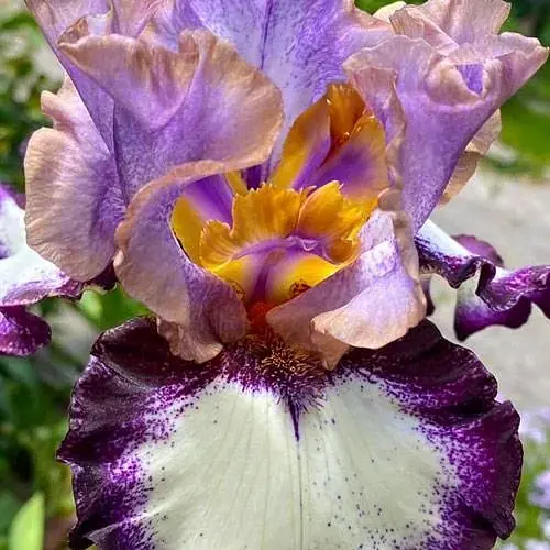 Ирис бородатый крупноцветковый «Respect» (190742) 1 шт - фото 1