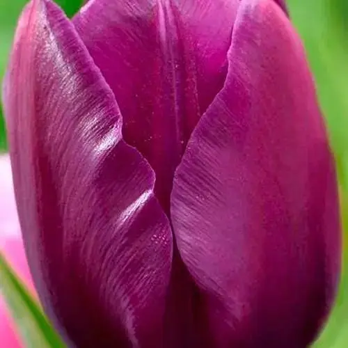 Тюльпан "Negrita" (размер 10/11, большой) 3 шт (17051) - фото 1