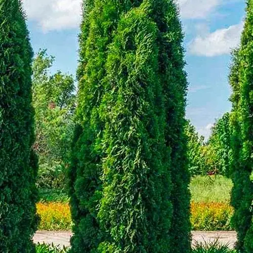 Туя западная Columna (вазон Р9, высота 10-20 см) (186722) 1 саженец в упаковке - фото 1