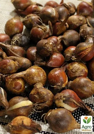 Тюльпан Lilac Wonder розмір 5/+ великий в упаковці 5 шт. (16906) - фото 2