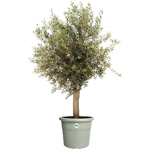 Горшок Elho algarve cilindro 58 см оливковый (529413) - фото 5