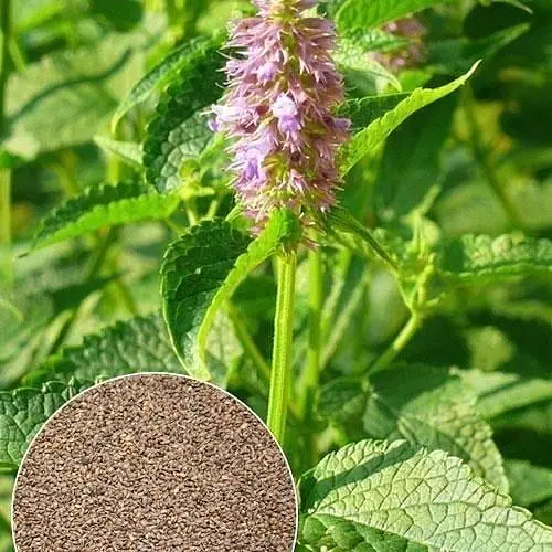 Мята "Золотой юбилей" ТМ "Весна" 2г (32177) - фото 1