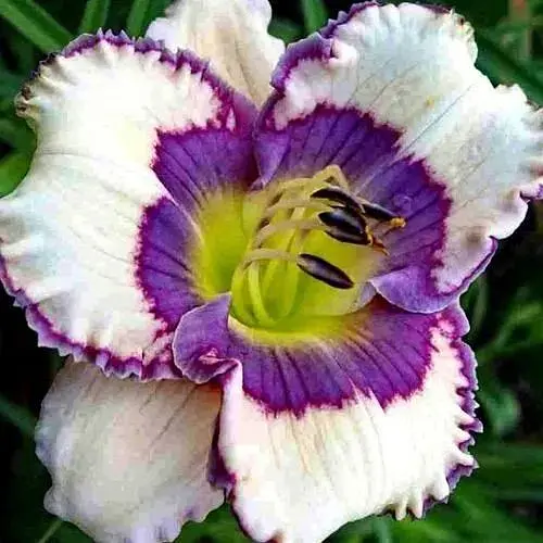 Лілійник "Eyes Of An Angel" (181047) 1 шт - фото 1