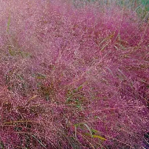 Ерагростіс рожевий "Eragrostis spectabilis" (183672) 1 саджанець - фото 1