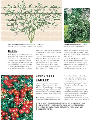 Grow Roses. Essential Know-how and Expert Advice for Gardening Success - фото 9