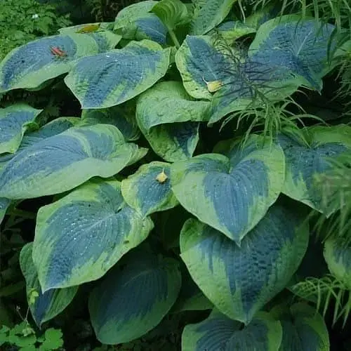 Хоста гибридная "Frances Williams" С3 (181341) 1 саженец - фото 1