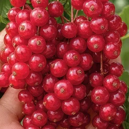 Смородина красная "Волшебница" (поздний срок созревания) (187567) 1 саженец - фото 1