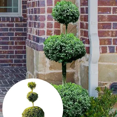 Самшит вечнозеленый формованный 3-х ярусный (189766) 1 саженец - фото 2
