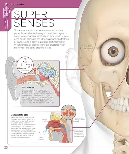 The Skeleton Book. Get to Know Your Bones, Inside Out - фото 2