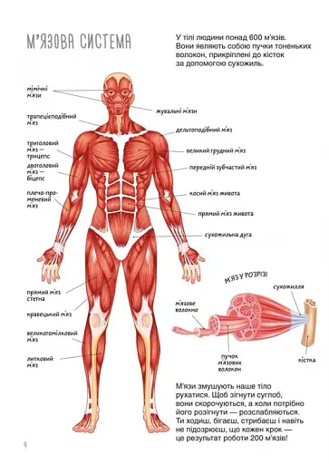 Книжка з наліпками. Тіло людини - фото 2