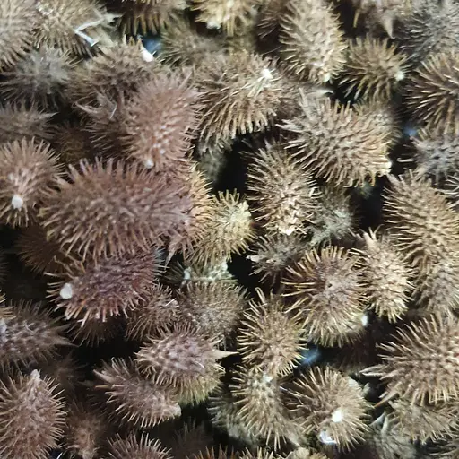 100 г нетреба шишки сушені - свіжий урожай