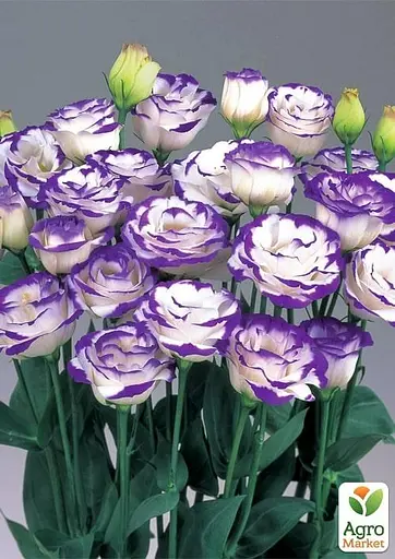 Эустома махровая "ABC Blue rim" укоренена в контейнере Р9 (51983) 1 саженец - фото 2