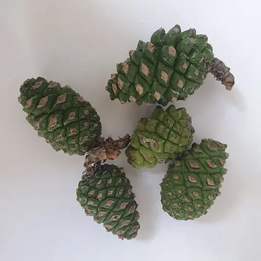 100 г сосна (соснові) шишки - свіжий урожай