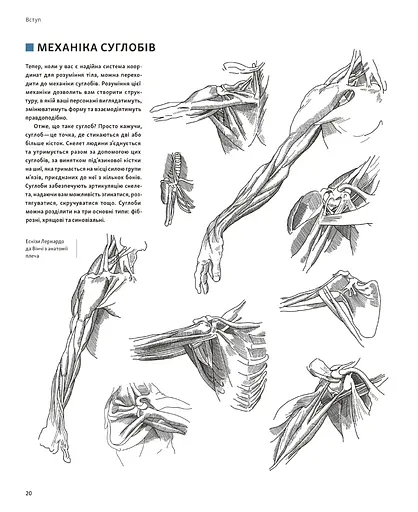 Анатомія для художників. Наочний посібник із зображення людського тіла - фото 5