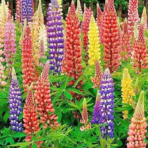 Люпин "Mixture of colors" (зипер) Весна 1г (177301) - фото 1