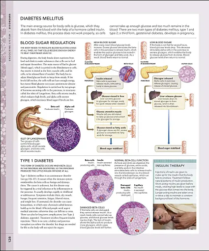 The Human Body Book - фото 6