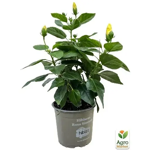 Гибискус комнатный Agro-Market Adonis Yellow (167056) 1 саженец в упаковке комнатный Нидерланды - фото 4
