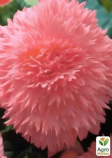 Бегонія Agro-Market мікс з 3-х сортів Віра (Faith) 3шт в комплекті (45734) - фото 3