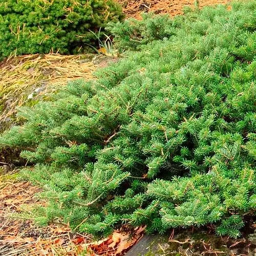 Пихта корейская Agro-Market Green Carpet ком/сетка диаметр 90-100 см 188456 1 саженец в упаковке - фото 1