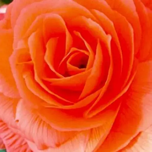 Бегония махровая "Лососевая" 1 шт (35478) - фото 1