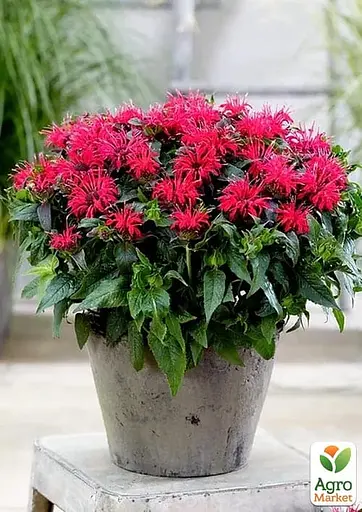 Бергамот (Монарда) "Red Joy" (183700) 1 саженец - фото 3