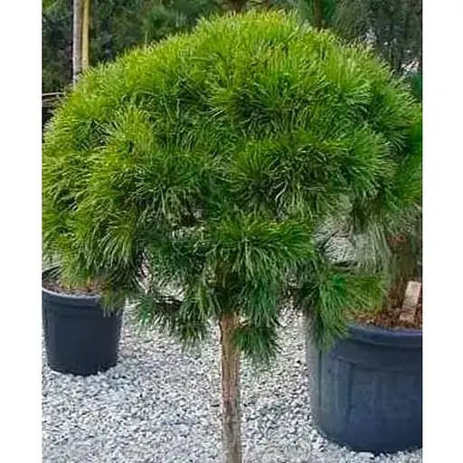 Сосна гірська на штамбі "Mops" С3 висота 30-50см (112372) 1 саджанець - фото 1