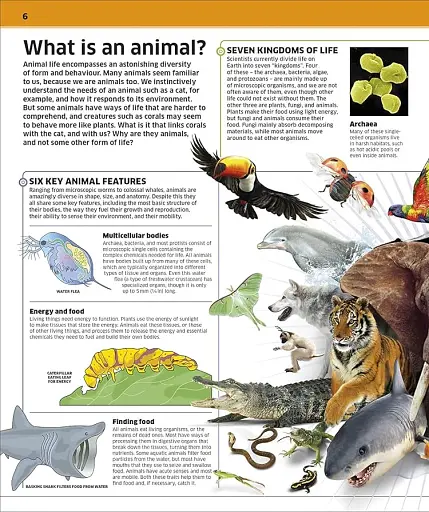 Knowledge Encyclopedia Animal! - фото 2
