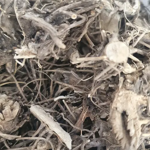 100 г сідач пурпурний коріння сушене - свіжий урожай