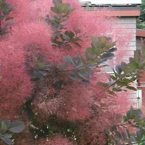 Скумпия 2-х летняя "Purpureus" С3 высота 30-40см (189712) 1 саженец - фото 1