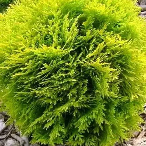 Туя западная Golden Danica (контейнер Р9, высота 10-12 см) (100338) - фото 1