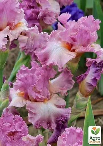 Ірис бородатий крупноквітковий "Performing Arts" (61810) 1 шт - фото 2