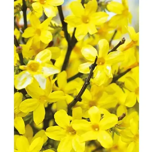 Жасмин жовтий (ампельний) "Nudiflorum" 2х річний (вазон С1) (184783) 1 саженец - фото 1