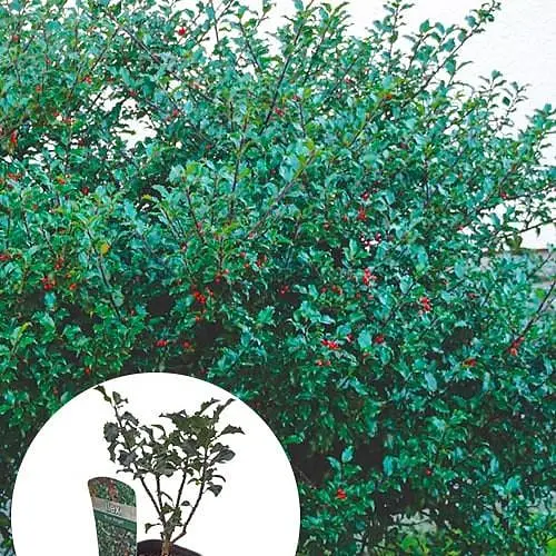 Пальма Мезерва 2-летняя Blue Angel (С1.5, высота 20-40 см) (175646) 1 саженец в упаковке - фото 2