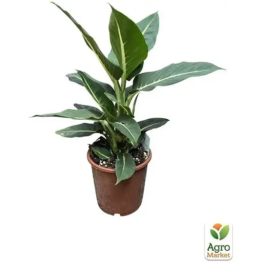 Дифенбахия (Dieffenbachia) Agro-Market Green Magic высота 40-60см (185441) 1 саженец в упаковке. - фото 2