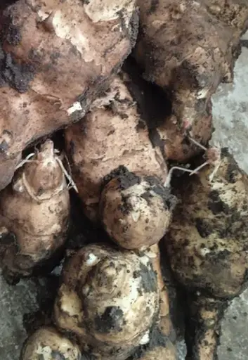 Топінамбур свіжий на посадку, земляна груша, бульбоносний, бараболя, не митий, 10 кг упаковка - фото 2