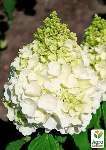 Гортензия 3-х летняя метельчатая "Magical Mont Blanc" (176642) 1 саженец - фото 3