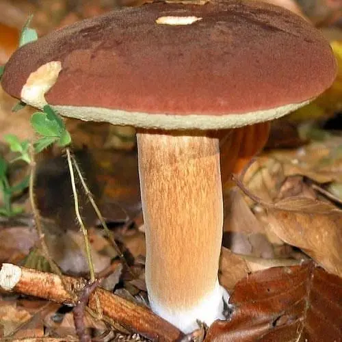 Сухий зерновий міцелій "Польський гриб" 100г (45196) - фото 1